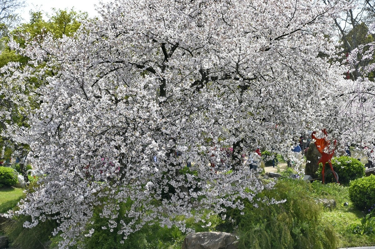 东湖樱花园