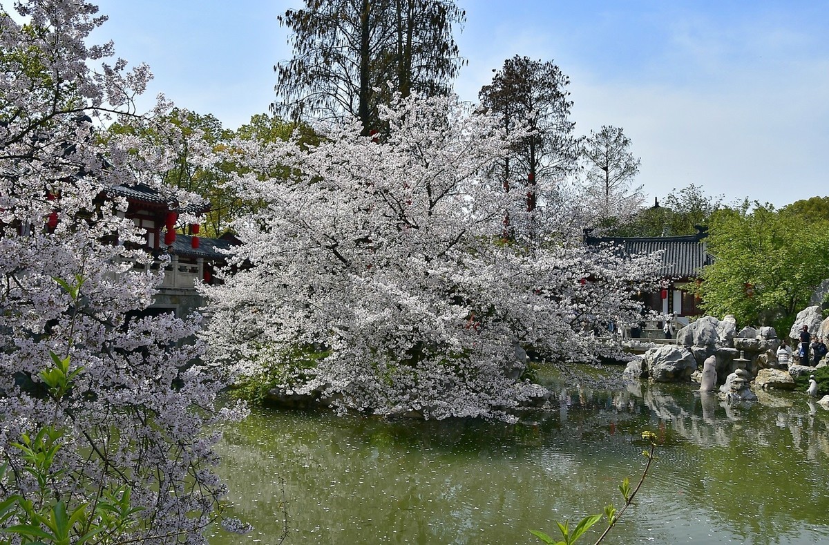 东湖樱花园