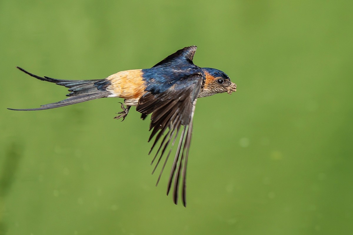 穿梭水畔寻香土，衔得新泥筑爱畦。