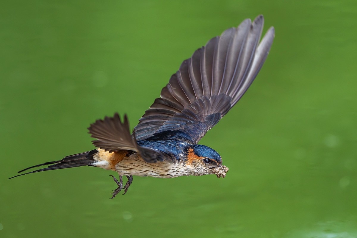 穿梭水畔寻香土，衔得新泥筑爱畦。