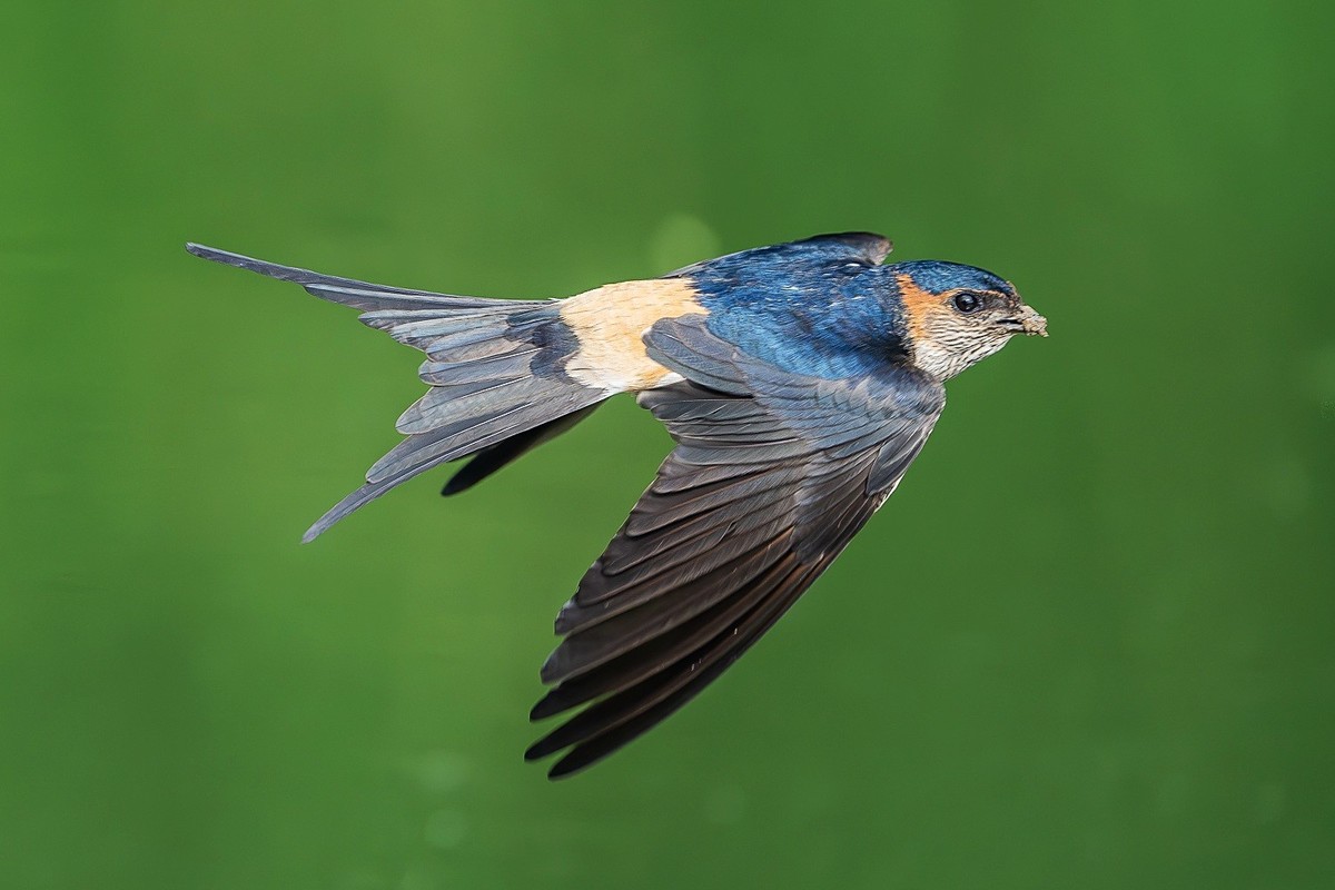 穿梭水畔寻香土，衔得新泥筑爱畦。