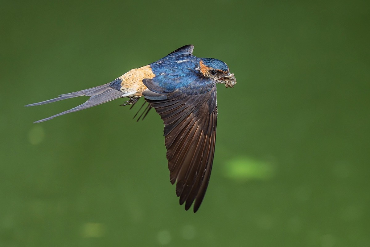 穿梭水畔寻香土，衔得新泥筑爱畦。