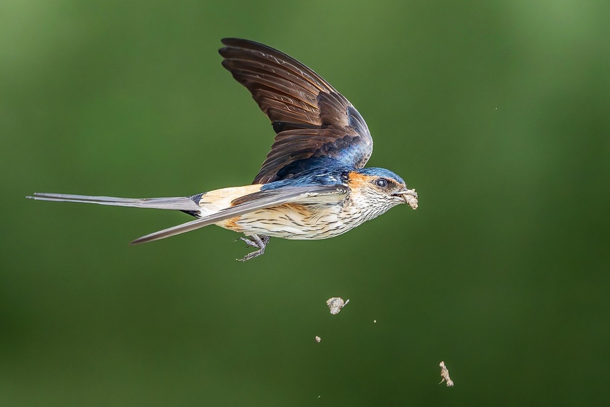 穿梭水畔寻香土，衔得新泥筑爱畦。