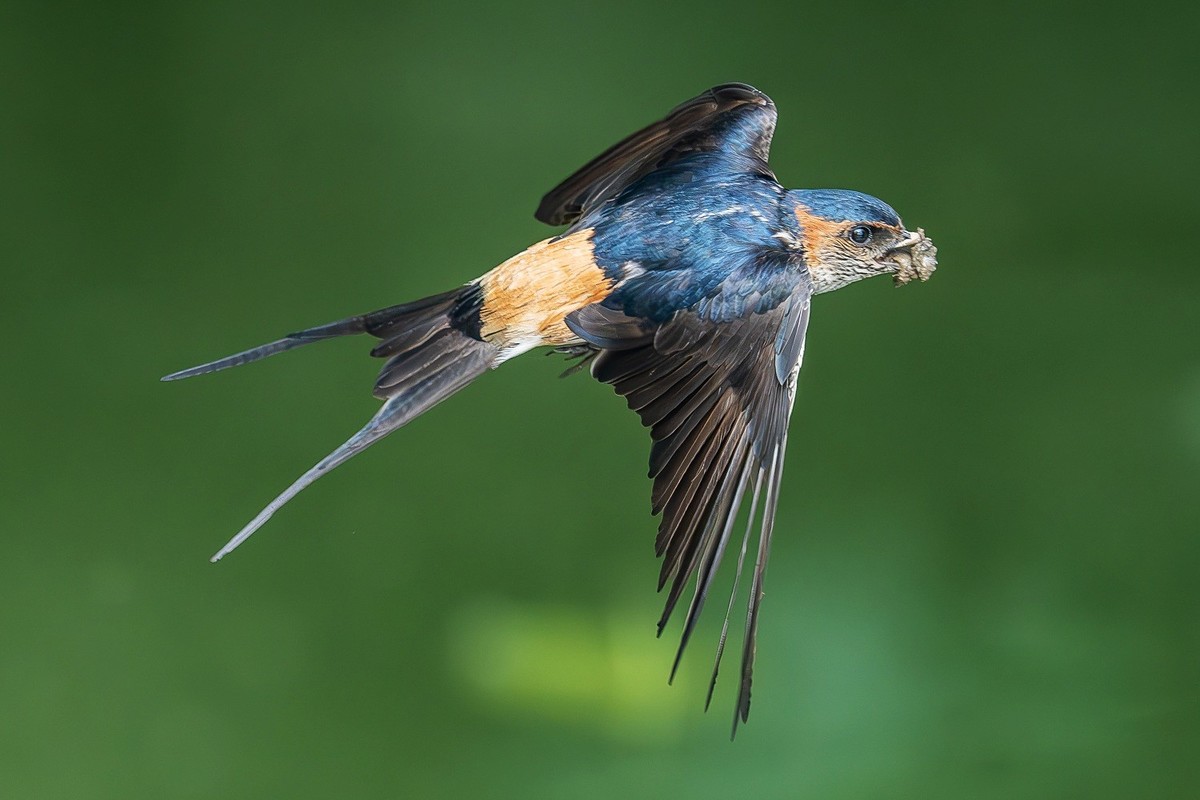 穿梭水畔寻香土，衔得新泥筑爱畦。