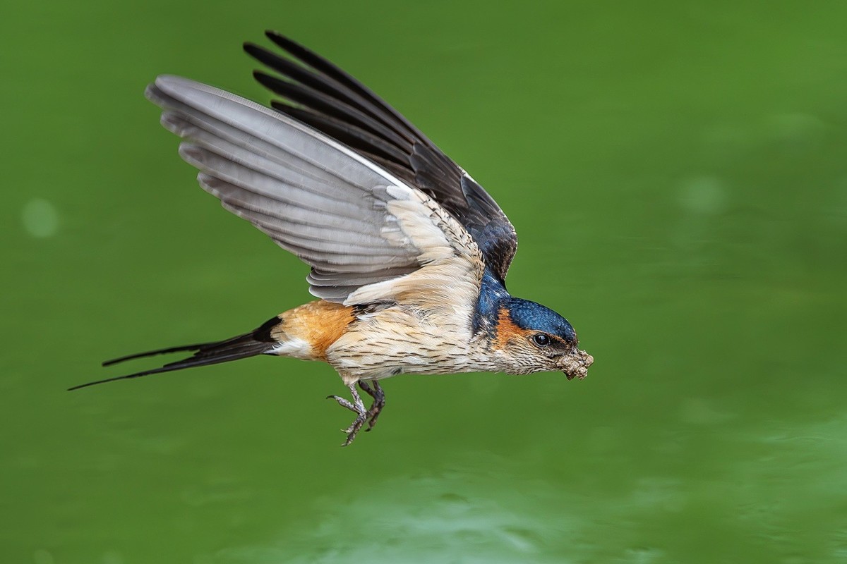 穿梭水畔寻香土，衔得新泥筑爱畦。