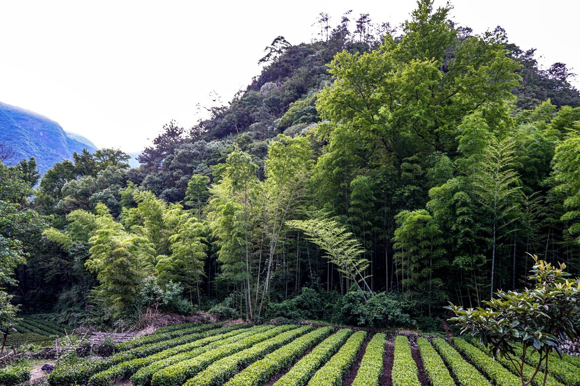 浙南--遂昌独山村【2】