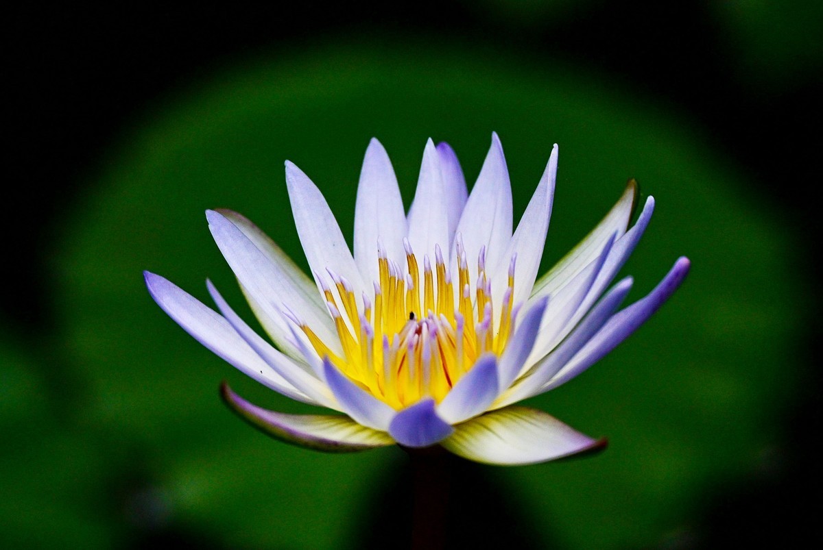 蓝红睡莲花绽放