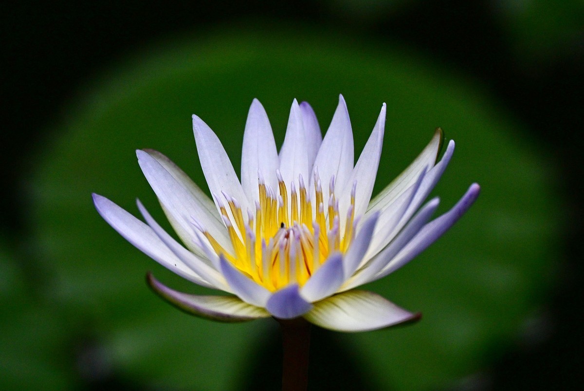 蓝红睡莲花绽放