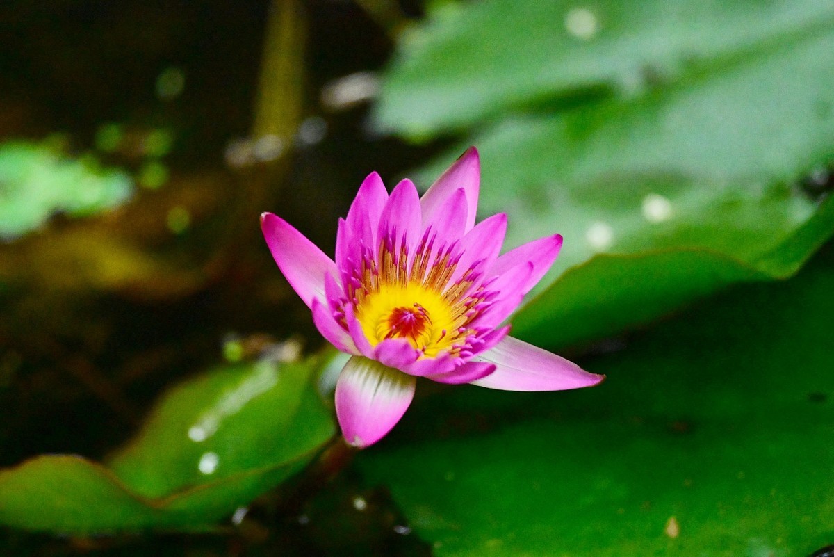 蓝红睡莲花绽放