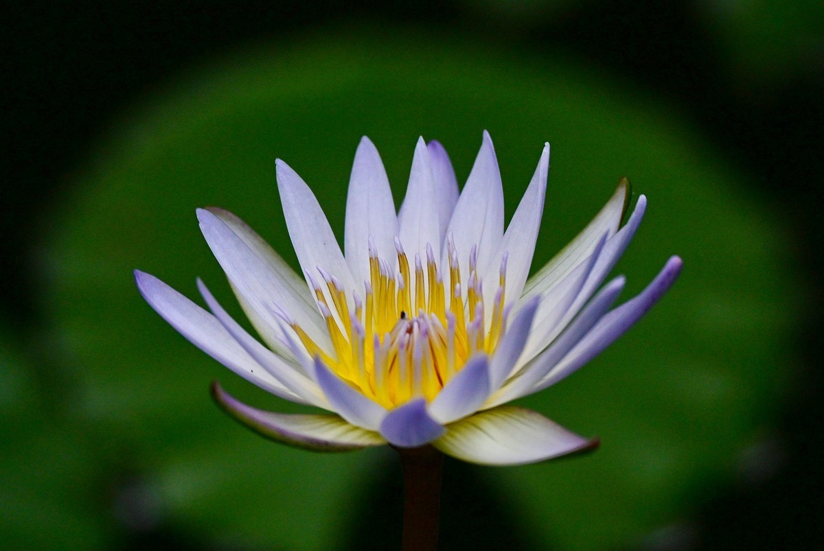 蓝红睡莲花绽放