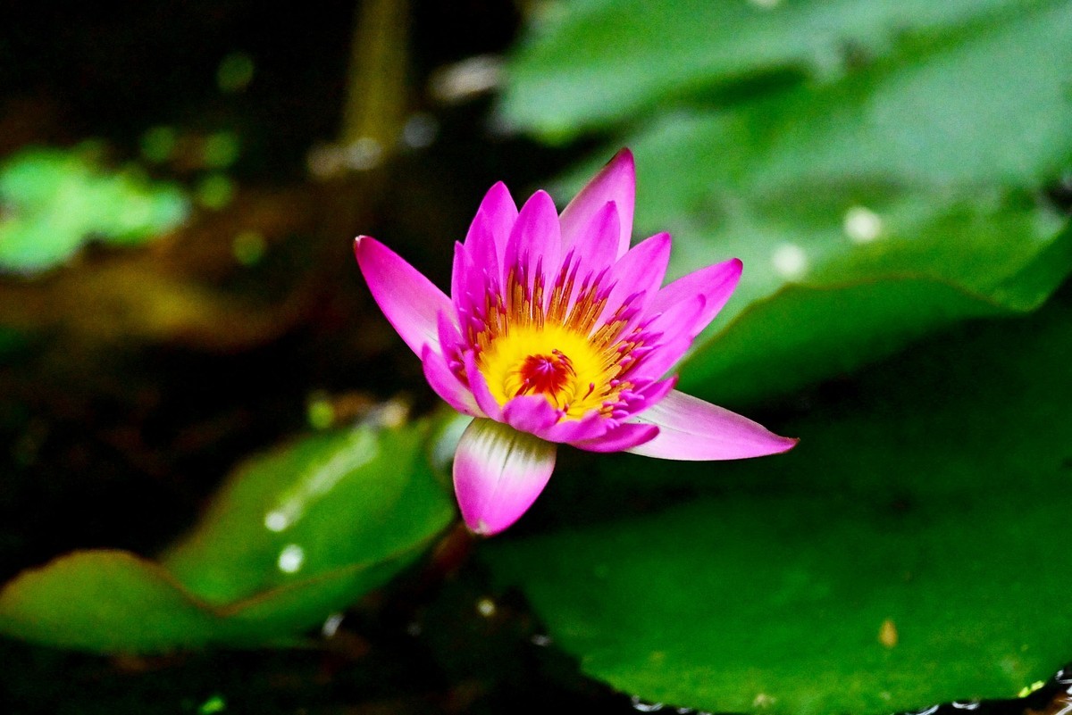 蓝红睡莲花绽放