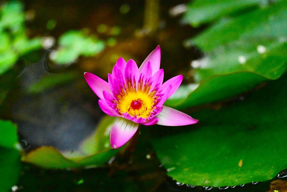 蓝红睡莲花绽放