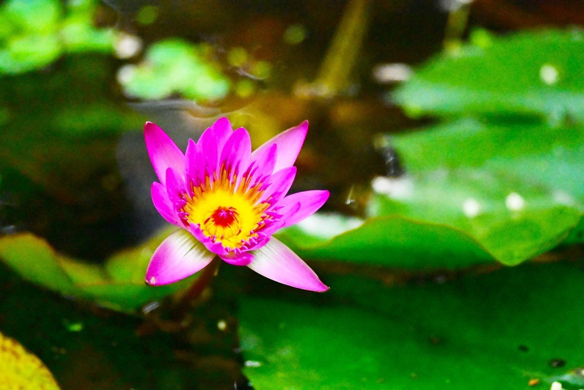 蓝红睡莲花绽放