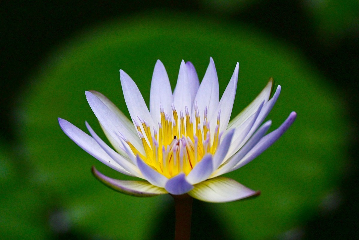 蓝红睡莲花绽放