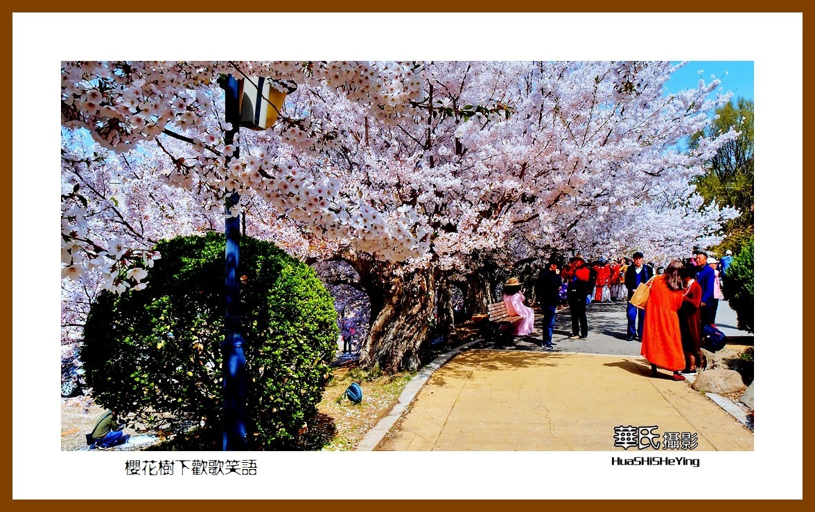 美色辽宁—樱花树下欢声笑语之一（大连市旅顺口）