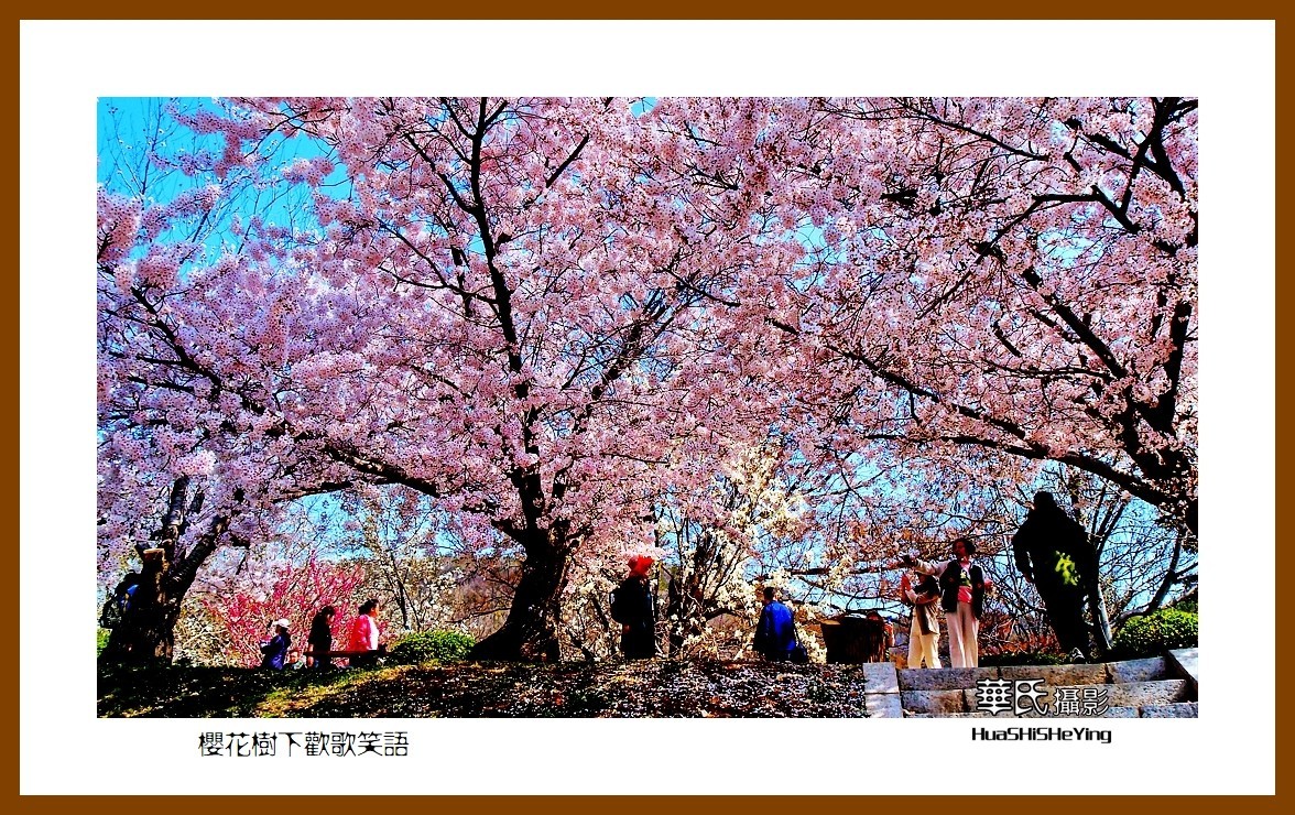 美色辽宁—樱花树下欢声笑语之一（大连市旅顺口）