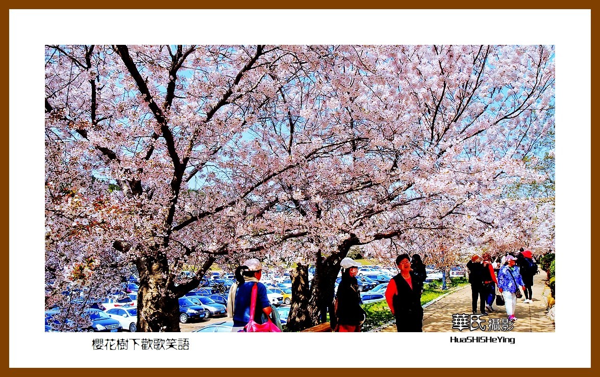 美色辽宁—樱花树下欢声笑语之一（大连市旅顺口）