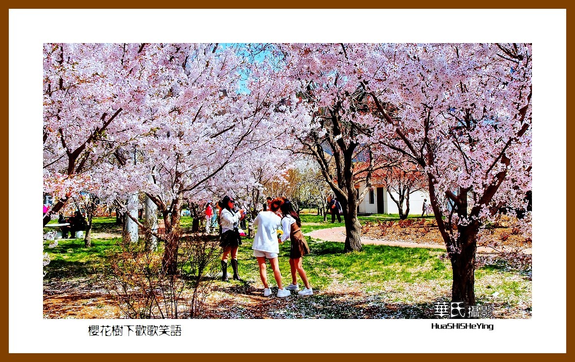 美色辽宁—樱花树下欢声笑语之一（大连市旅顺口）