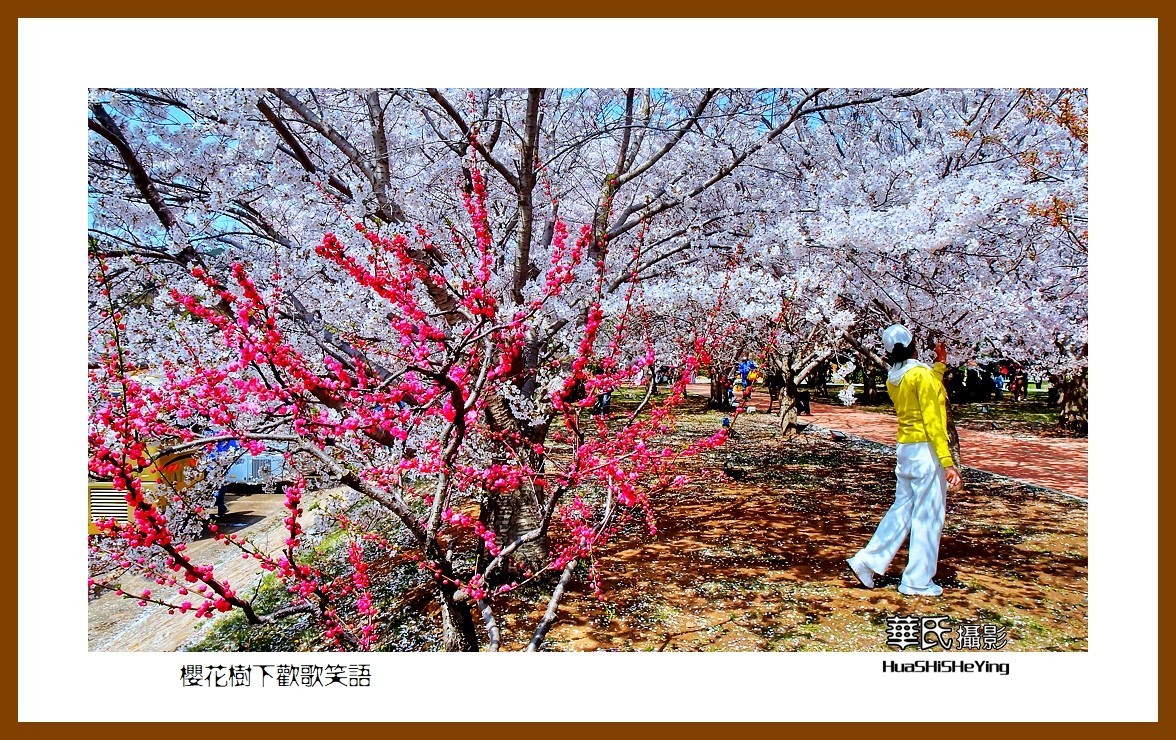 美色辽宁—樱花树下欢声笑语之一（大连市旅顺口）