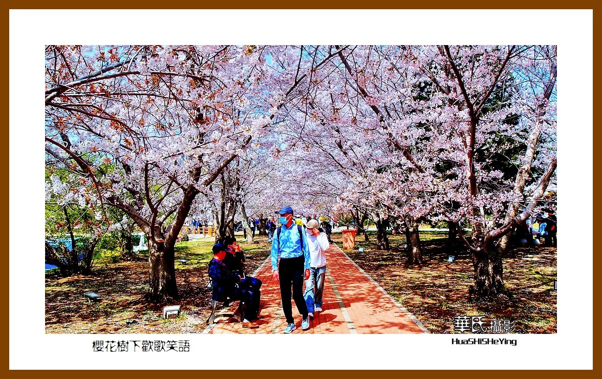 美色辽宁—樱花树下欢声笑语之一（大连市旅顺口）