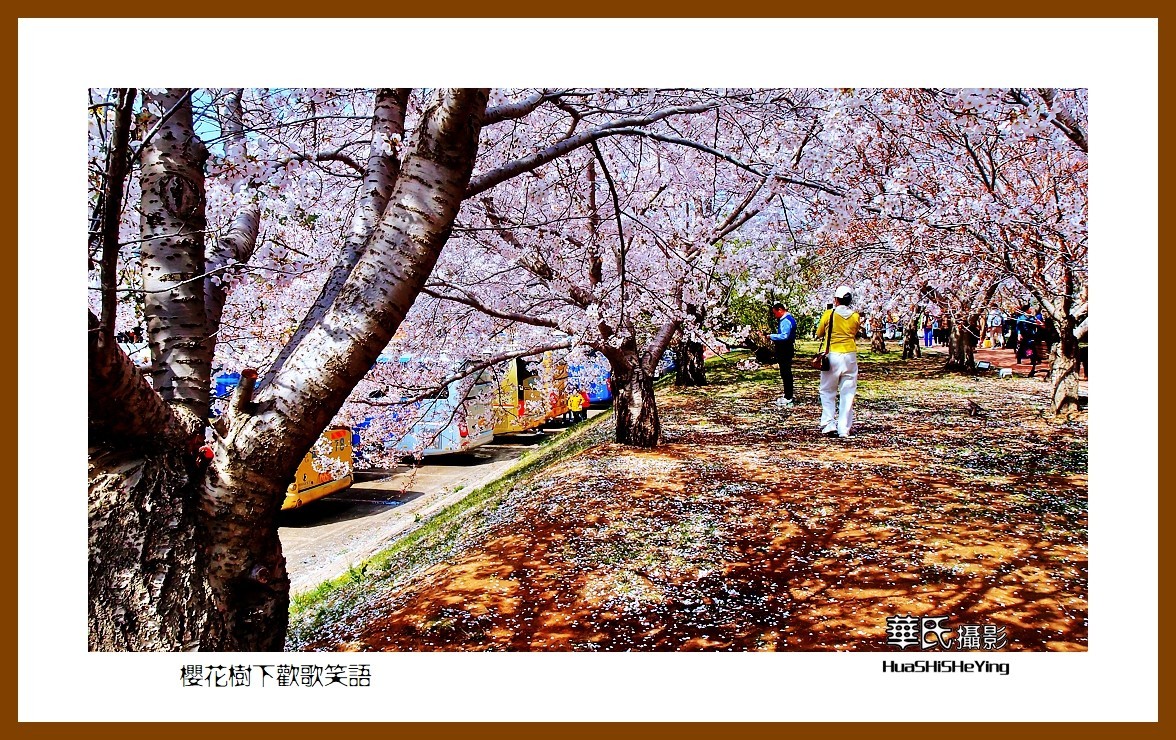 美色辽宁—樱花树下欢声笑语之一（大连市旅顺口）