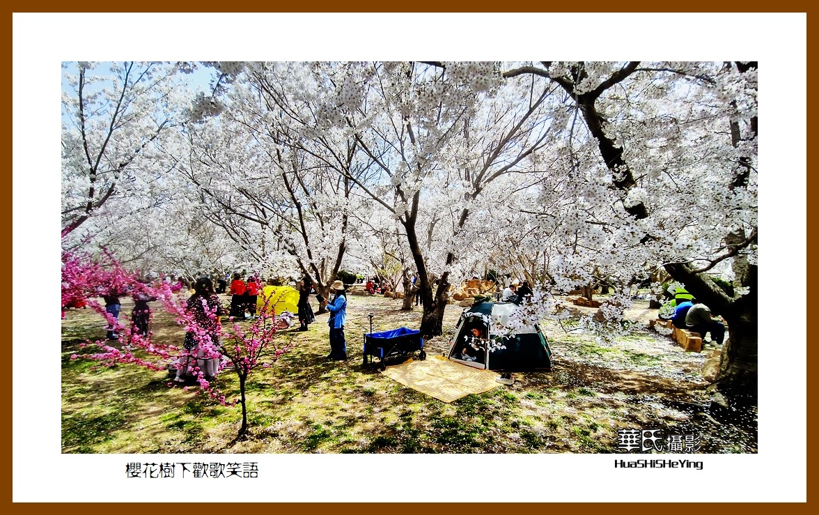 美色辽宁—樱花树下欢声笑语之一（大连市旅顺口）