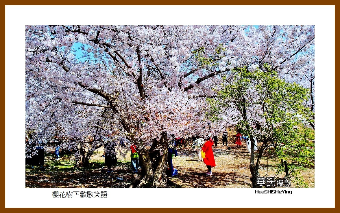 美色辽宁—樱花树下欢声笑语之一（大连市旅顺口）