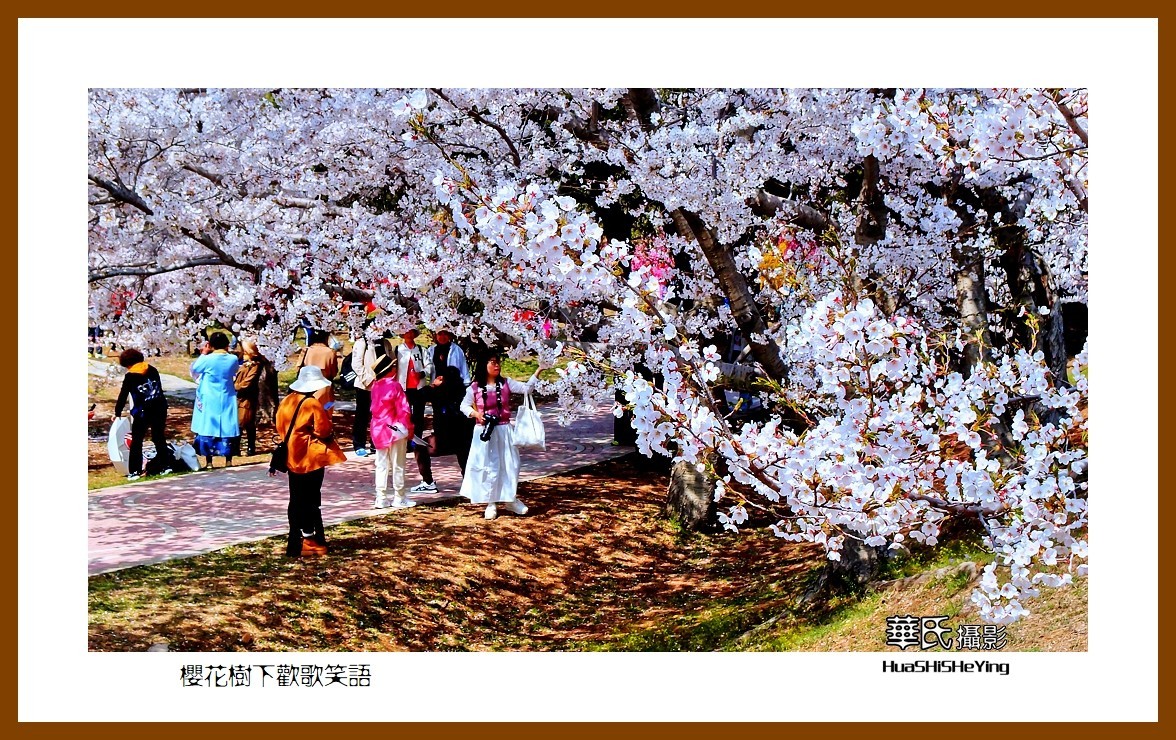 美色辽宁—樱花树下欢声笑语之一（大连市旅顺口）