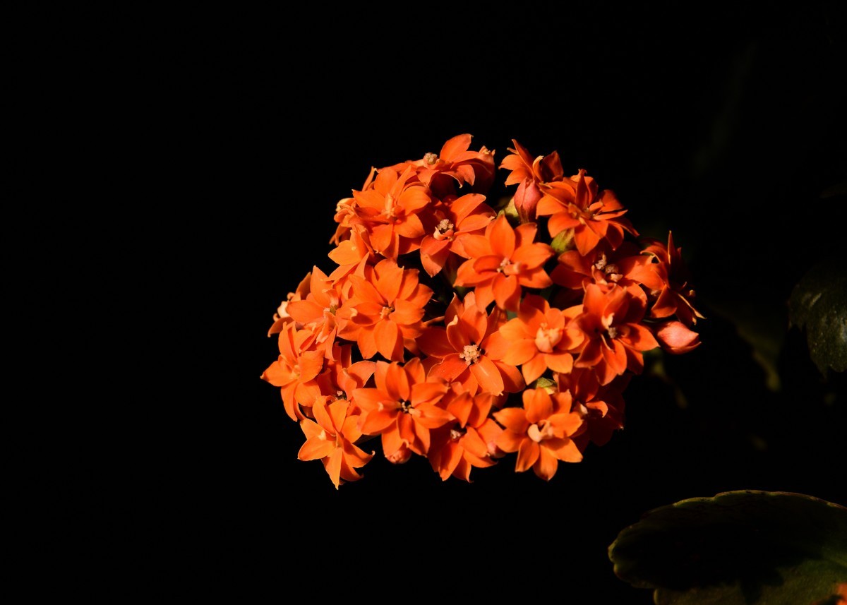 2025花卉植物赏析【6】