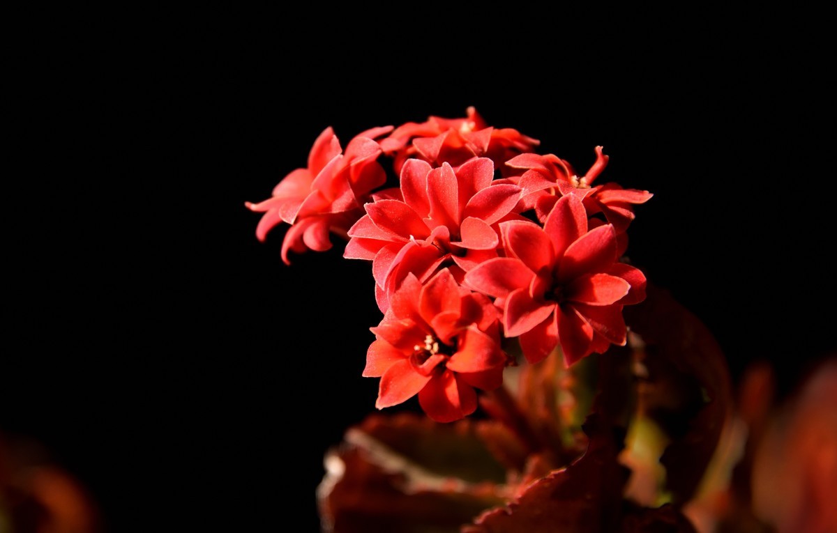 2025花卉植物赏析【6】