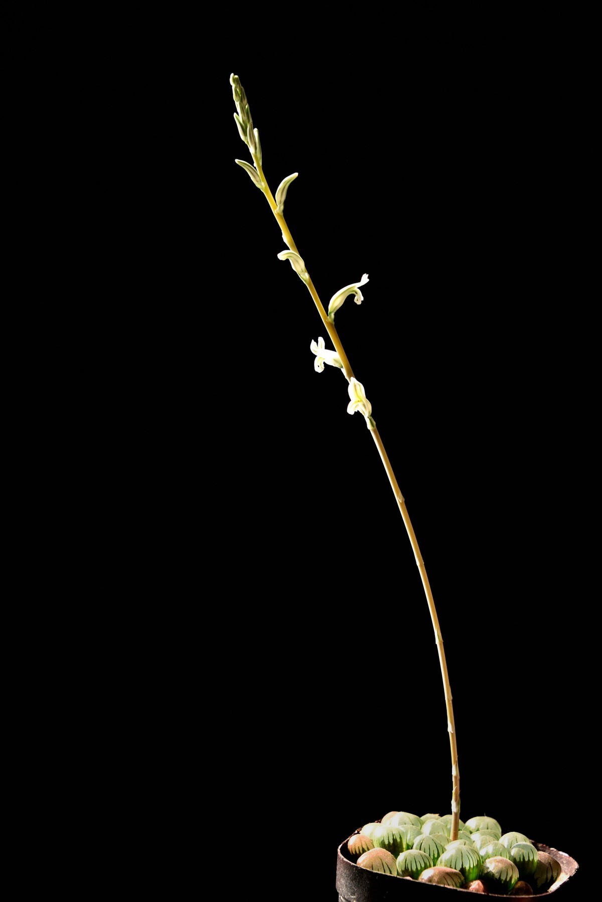 2025花卉植物赏析【6】