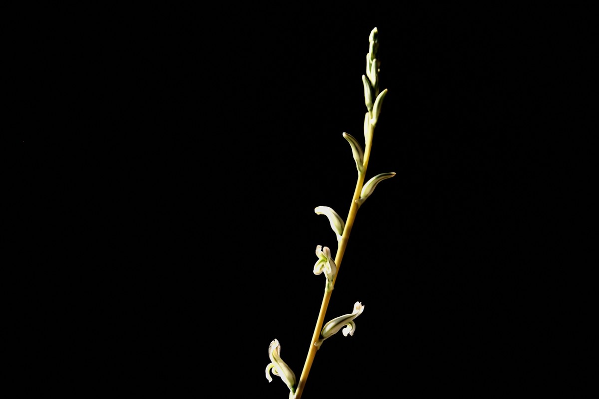 2025花卉植物赏析【6】