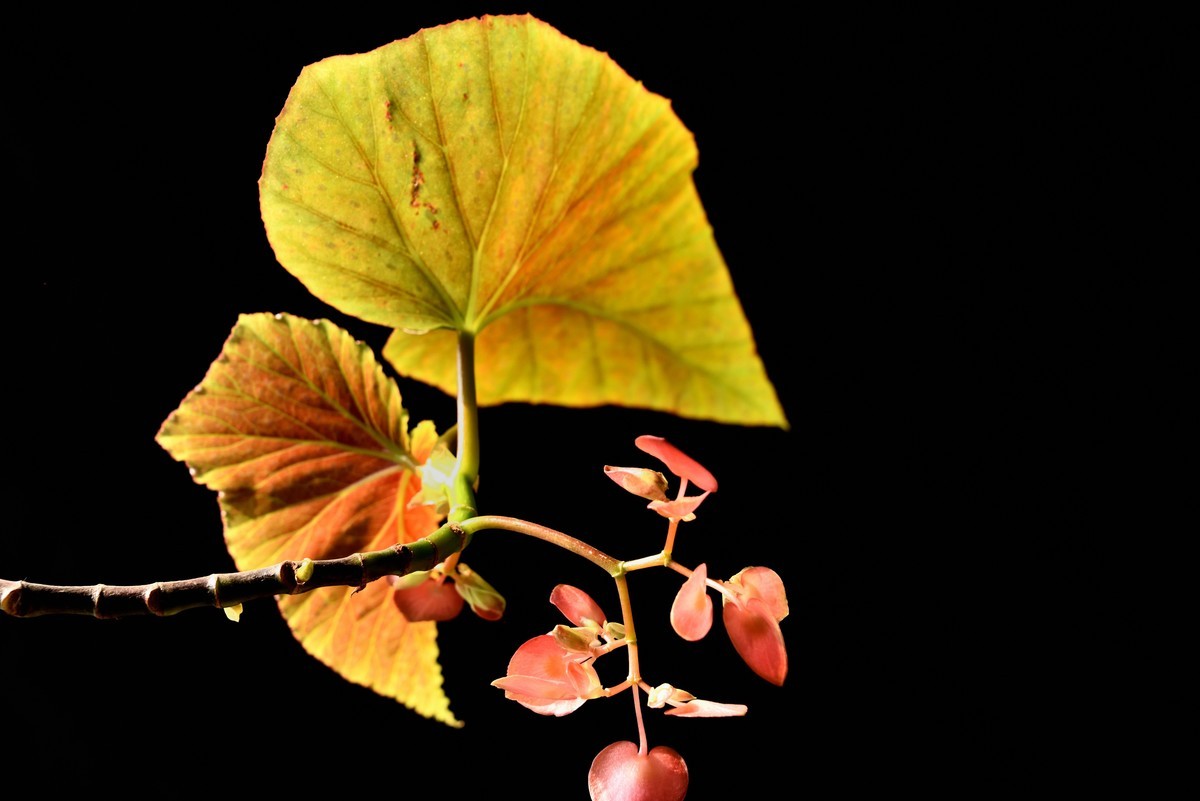 2025花卉植物赏析【6】