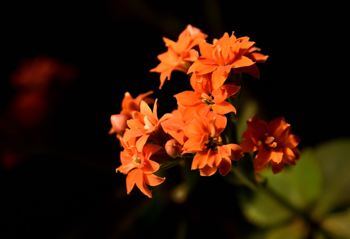 2025花卉植物赏析【6】