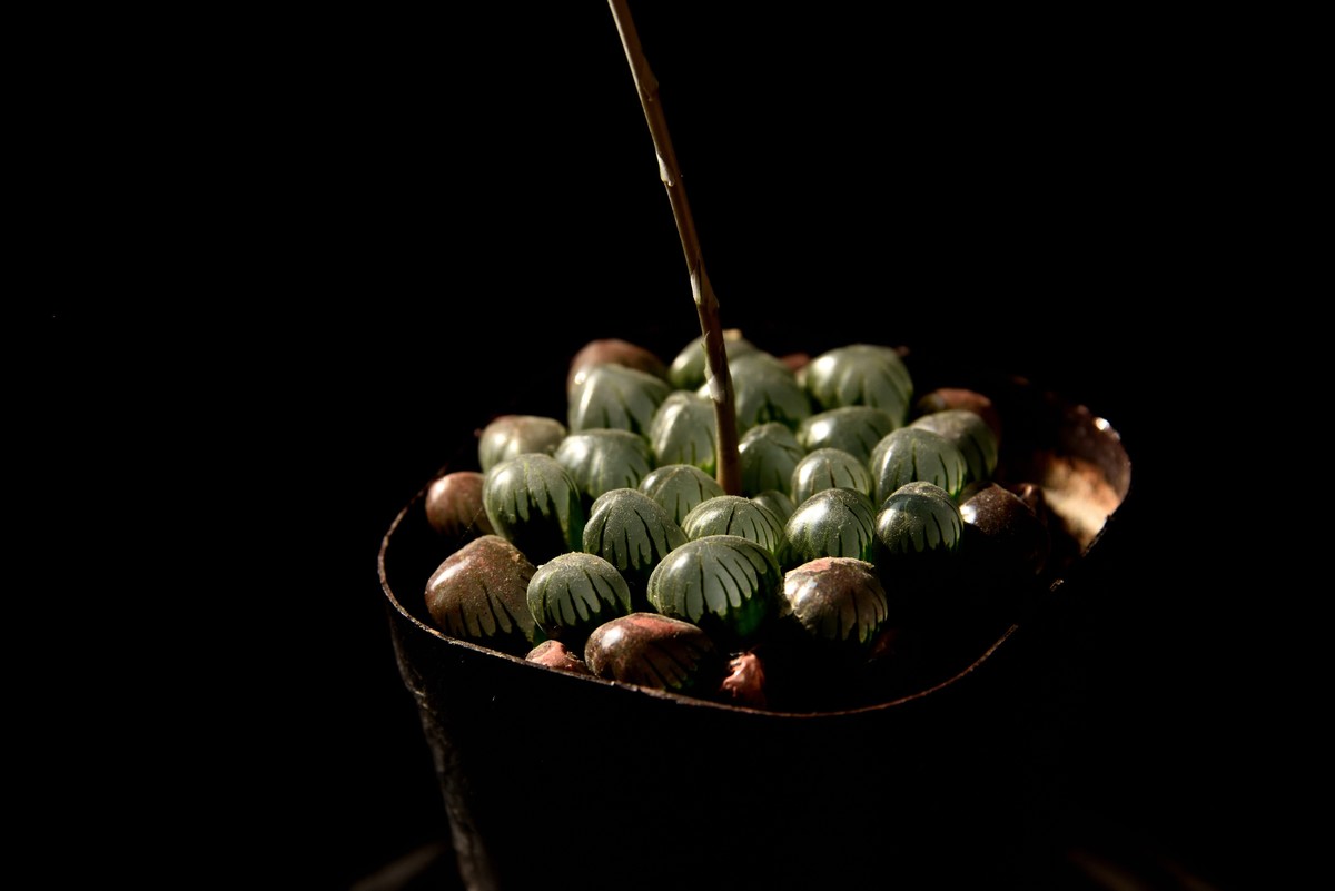 2025花卉植物赏析【6】