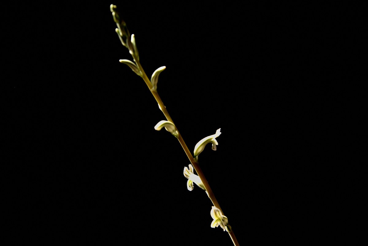 2025花卉植物赏析【6】