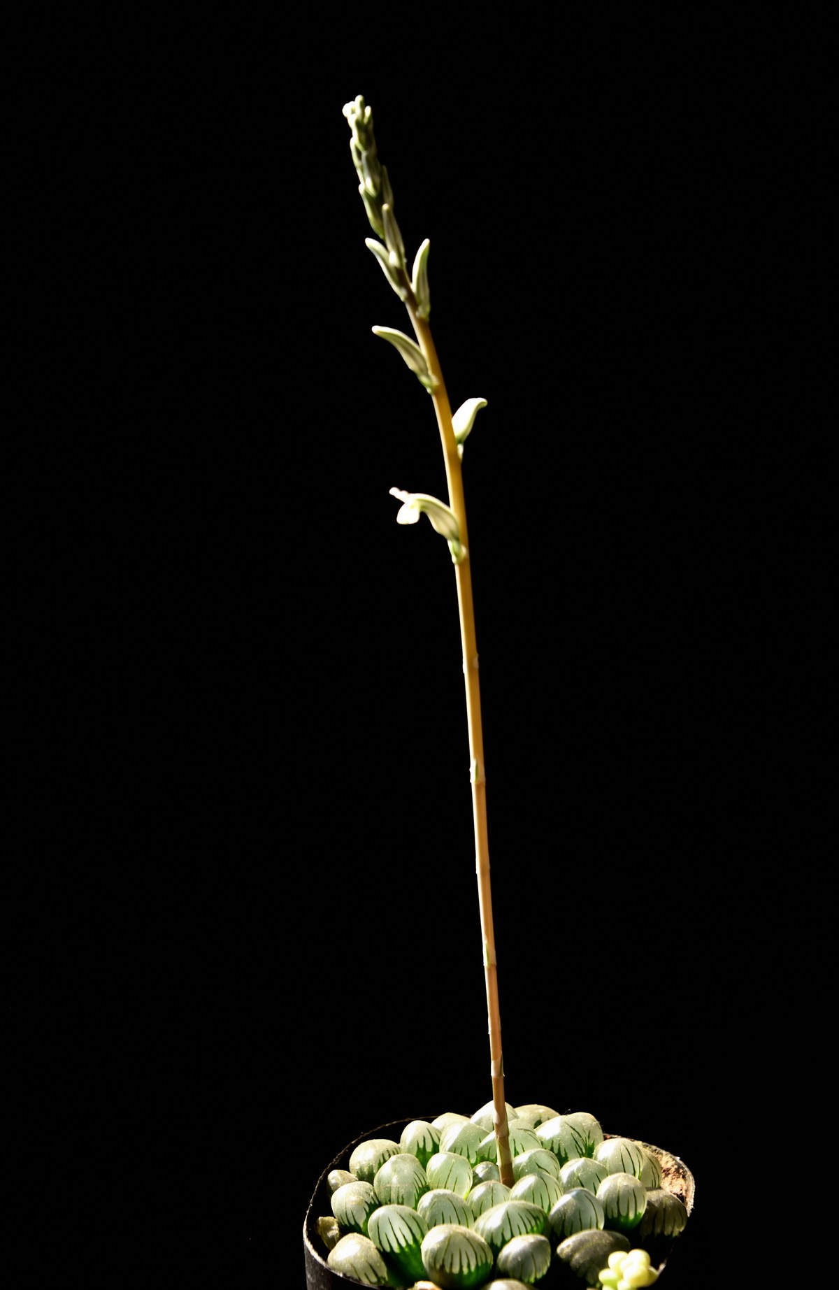 2025花卉植物赏析【6】