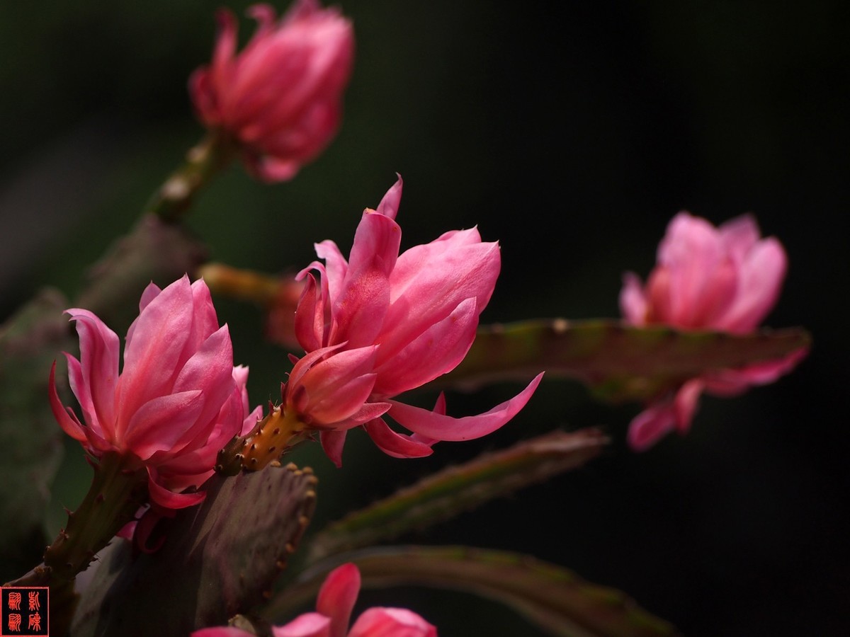 2022开在花园里的令箭荷花(34)