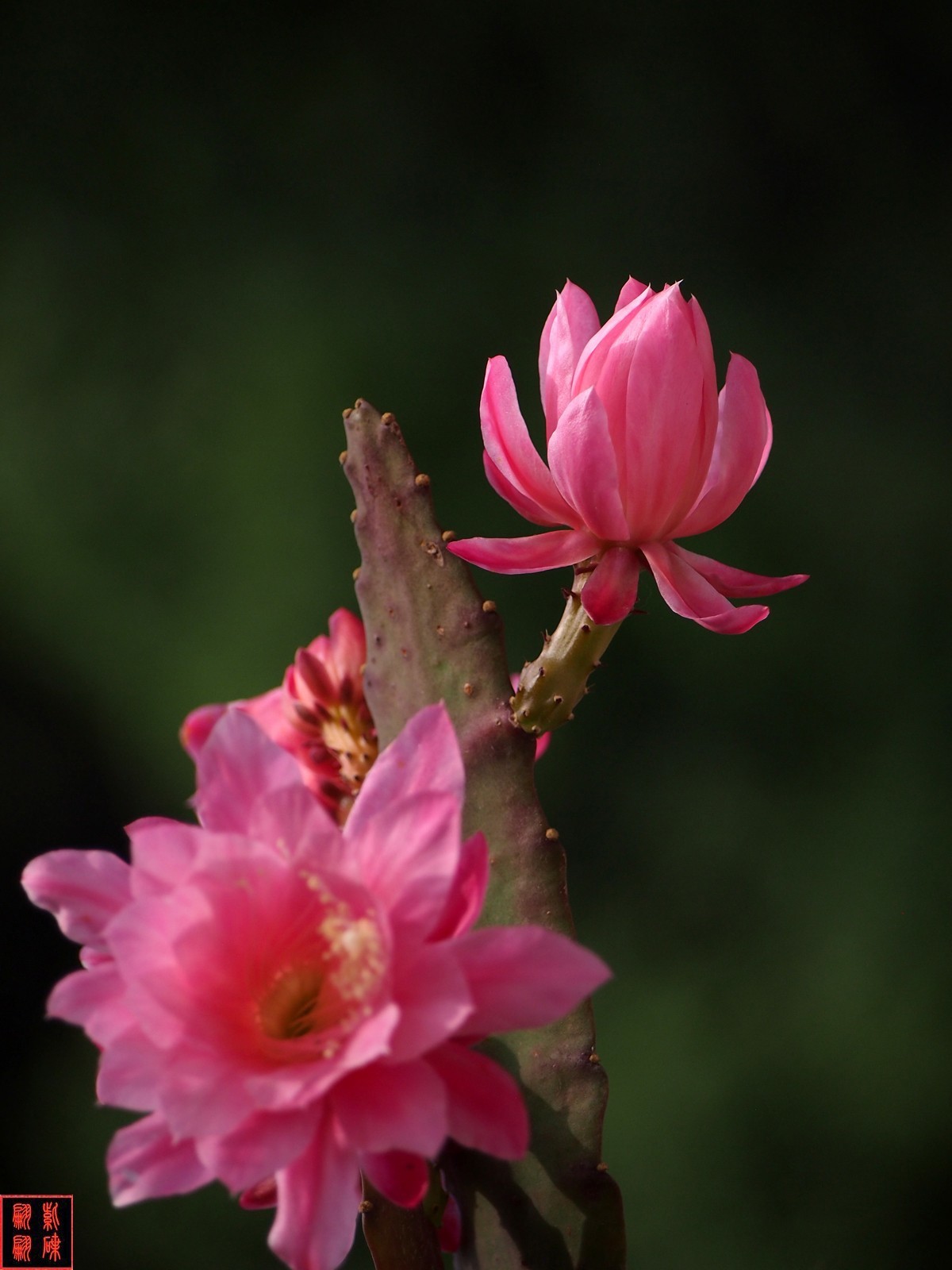 2022开在花园里的令箭荷花(34)