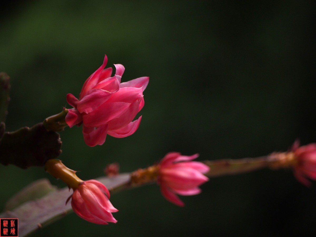 2022开在花园里的令箭荷花(34)