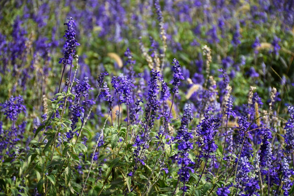 海上之桥，桥边有花
