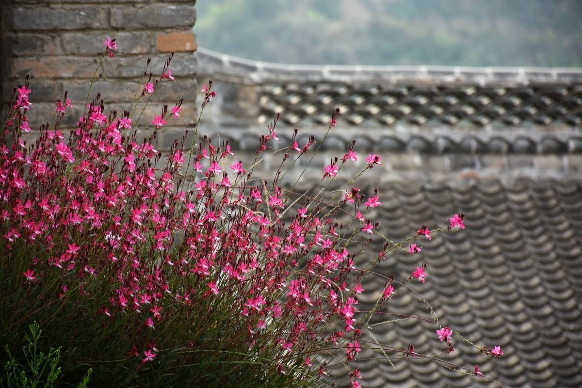 海上之桥，桥边有花