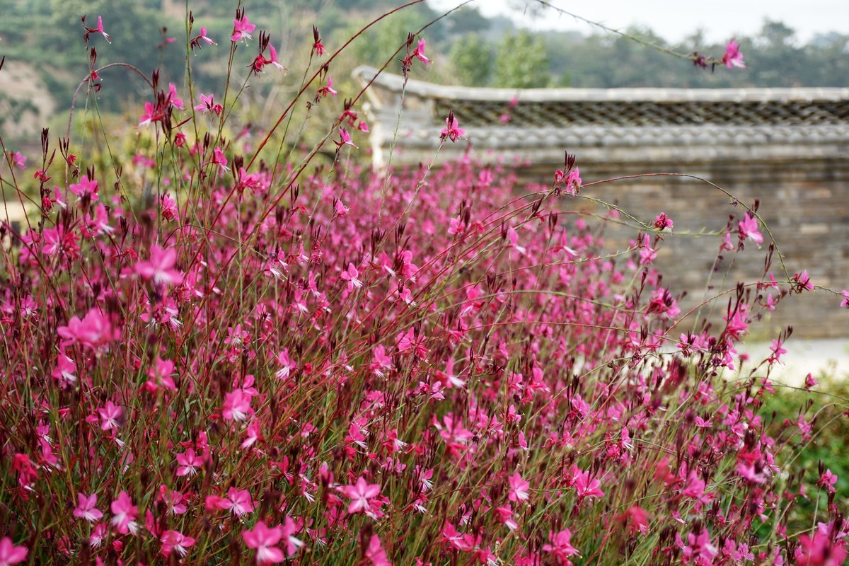 海上之桥，桥边有花