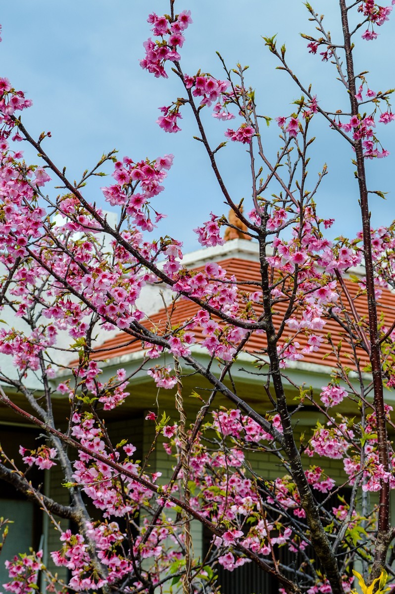 2016年冲绳游拍-33