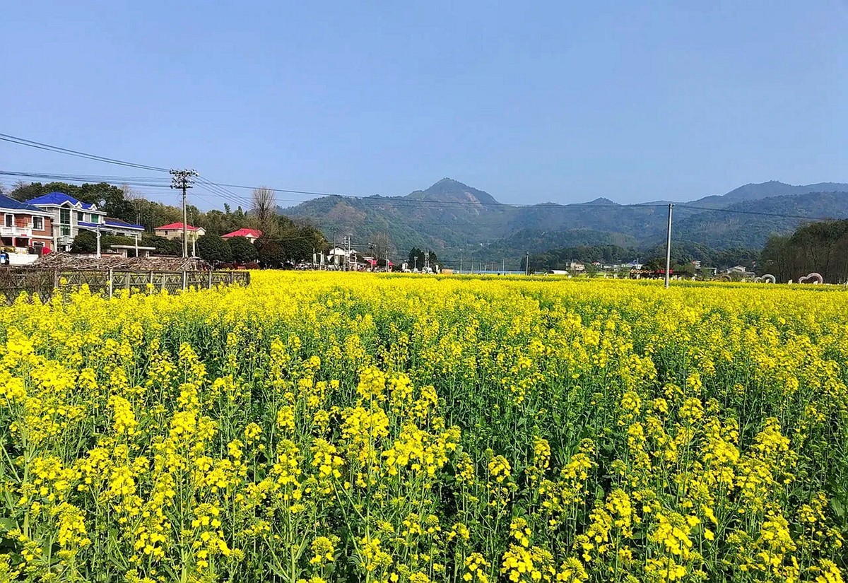 油茶花系列--五福村花海6