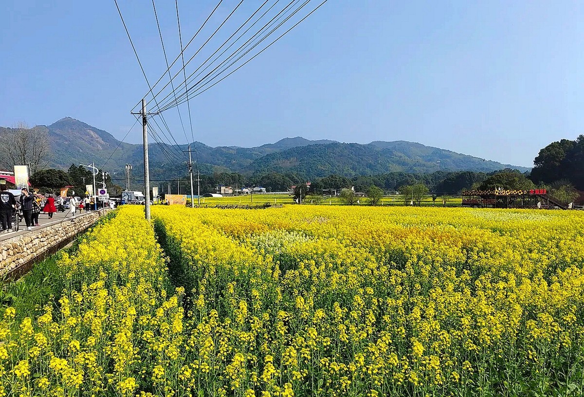 油茶花系列--五福村花海6
