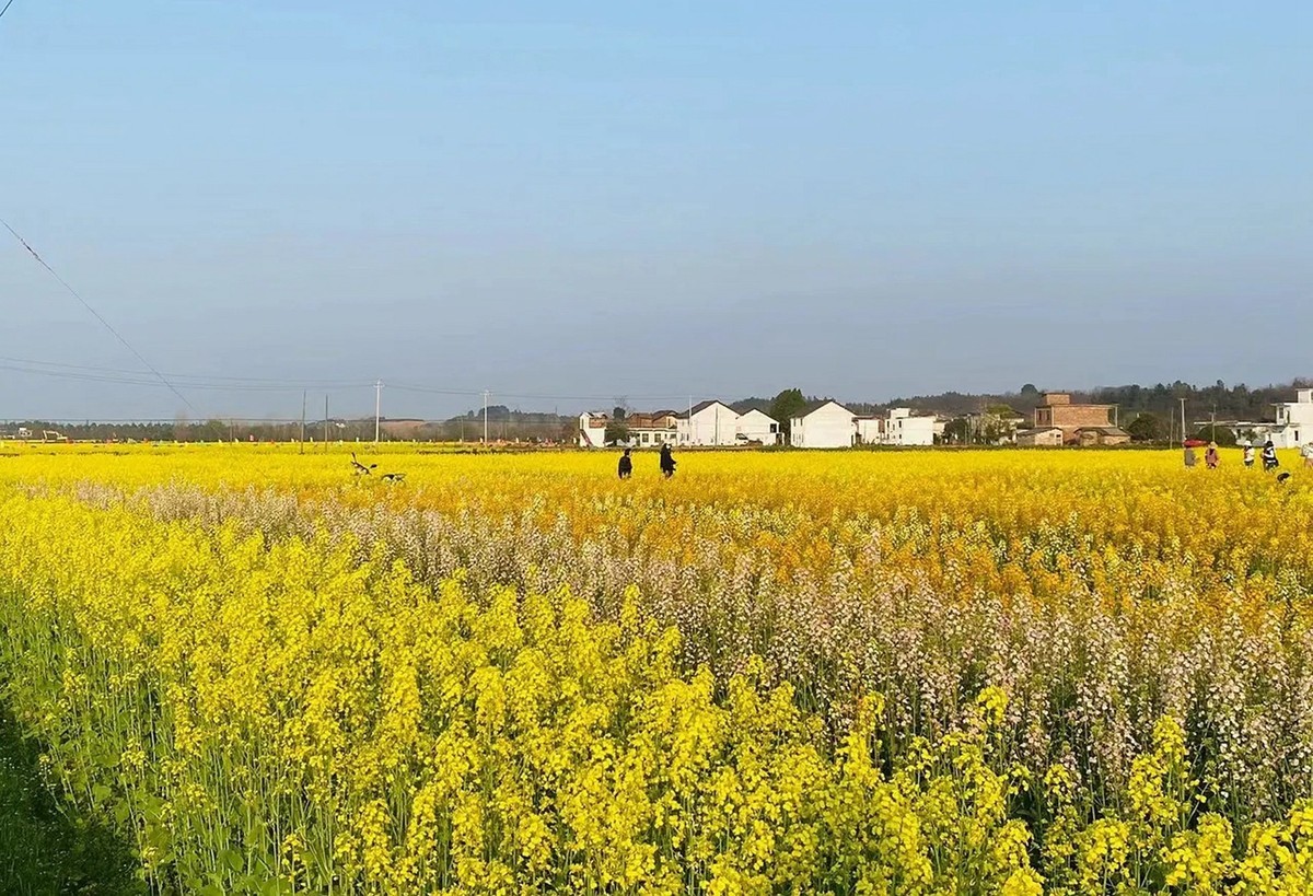 油茶花系列--五福村花海6