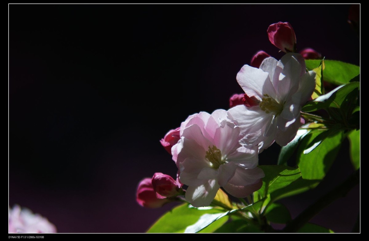 小区里的海棠花