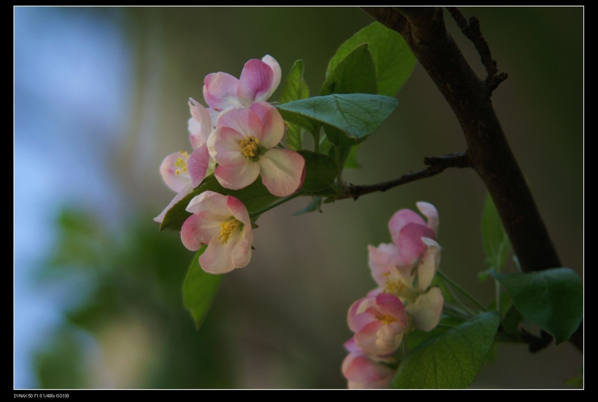 小区里的海棠花