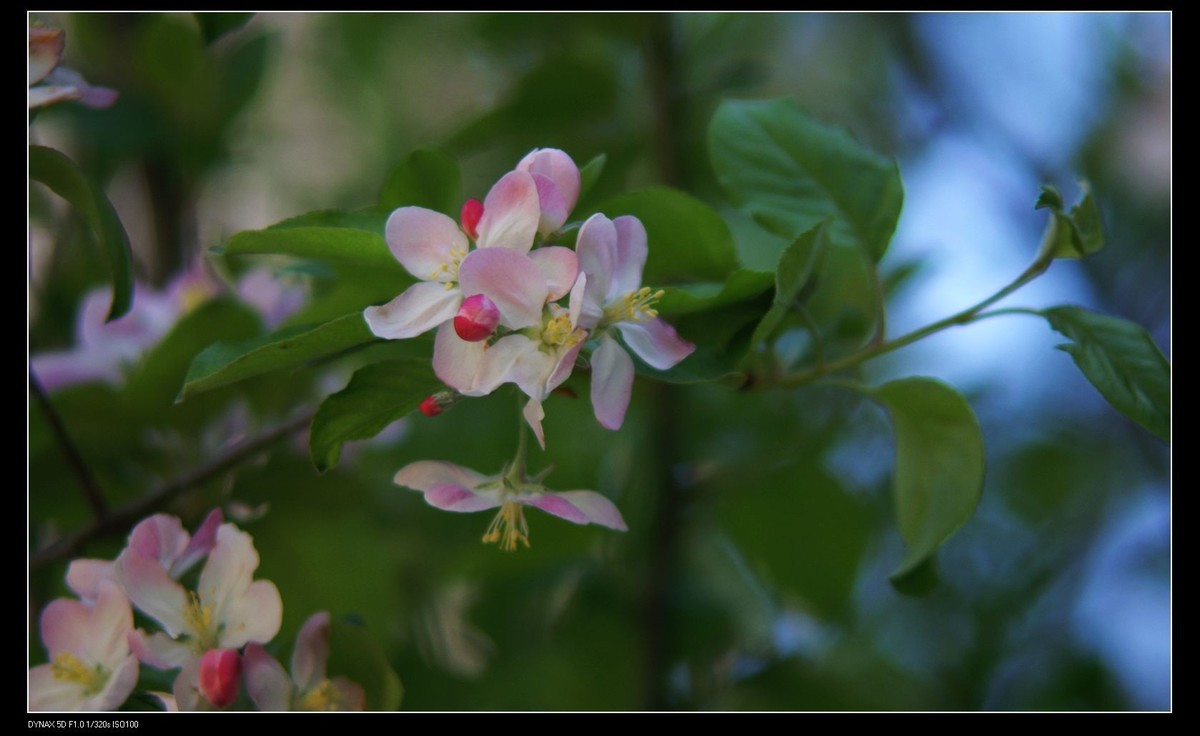 小区里的海棠花